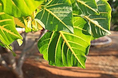 玩家自制《血源》重制版视频显示项目最新进展情况